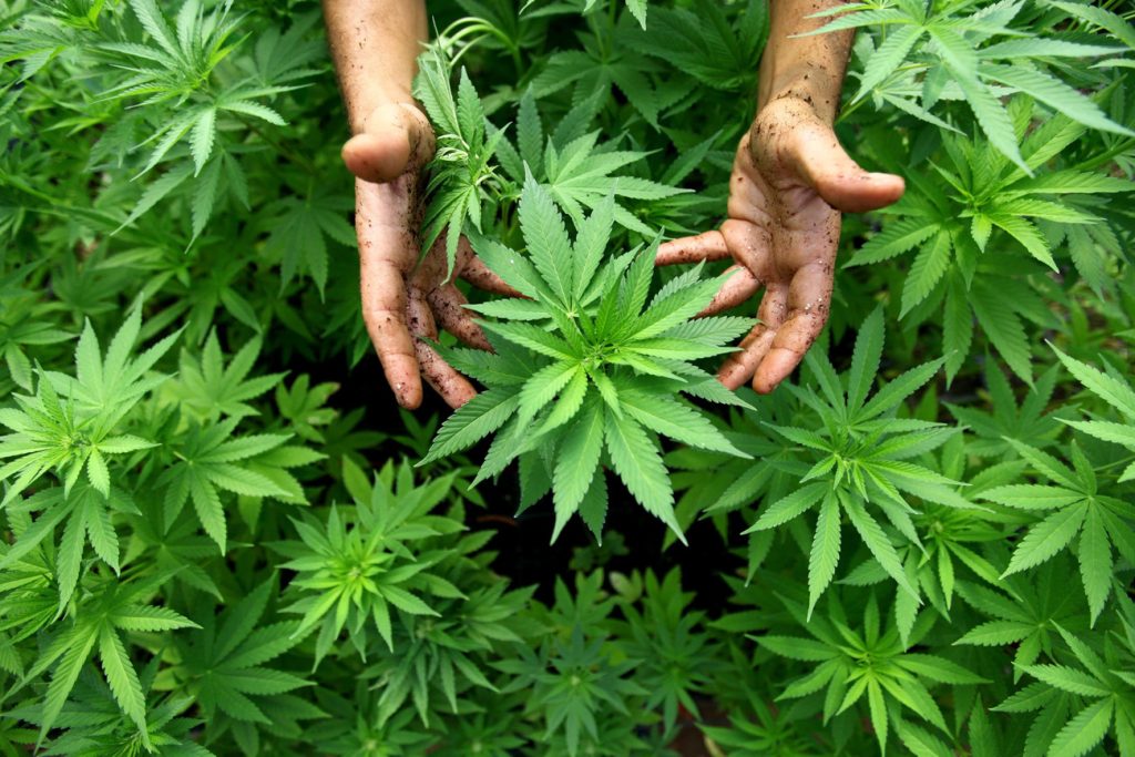 Cannabis Canada Promoting Safe Access to Legal and High-Quality Products