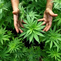 Cannabis Canada Promoting Safe Access to Legal and High-Quality Products