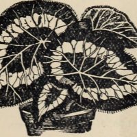 Illustration of a potted plant with large leaves