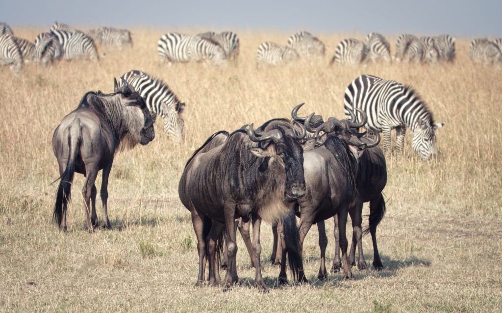Is the Maasai Mara route the worst for stranded tourists?