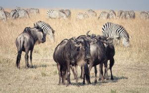 Is the Maasai Mara route the worst for stranded tourists?