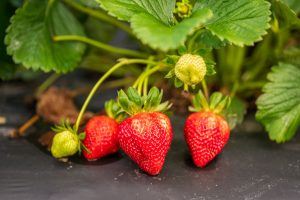 Fleurieu strawberry farm: The Best Season Yet with 70,000 New Plants