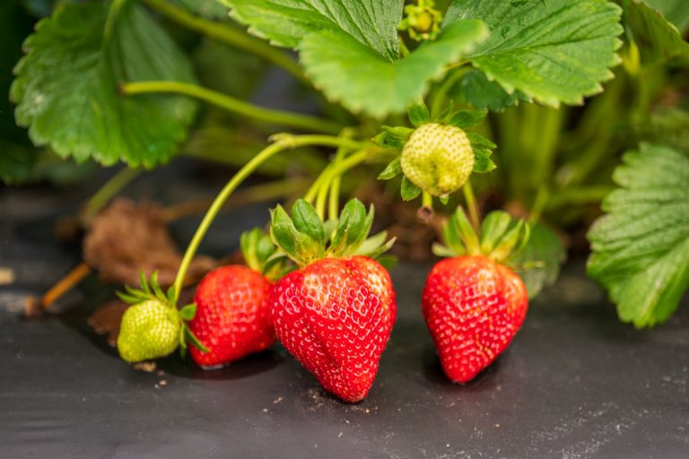 Fleurieu strawberry farm: The Best Season Yet with 70,000 New Plants