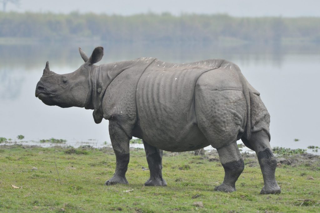 Is Kaziranga National Park the Best Place for Jeep Safaris?
