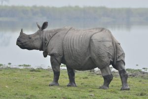 Is Kaziranga National Park the Best Place for Jeep Safaris?
