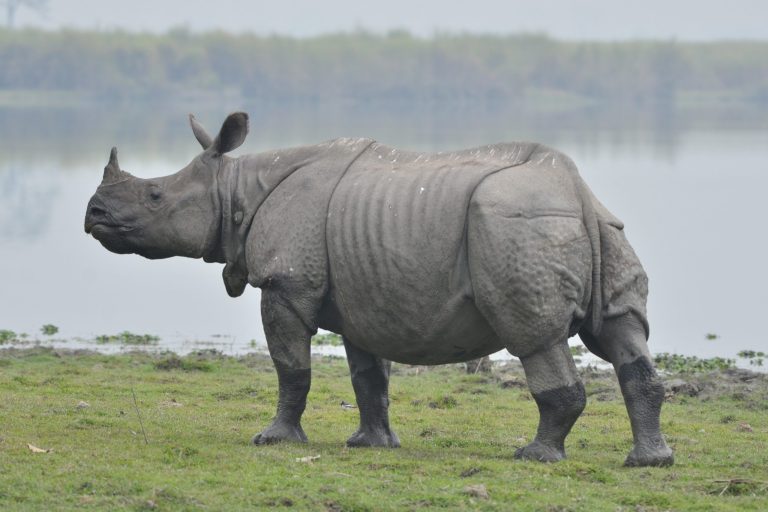 Is Kaziranga National Park the Best Place for Jeep Safaris?
