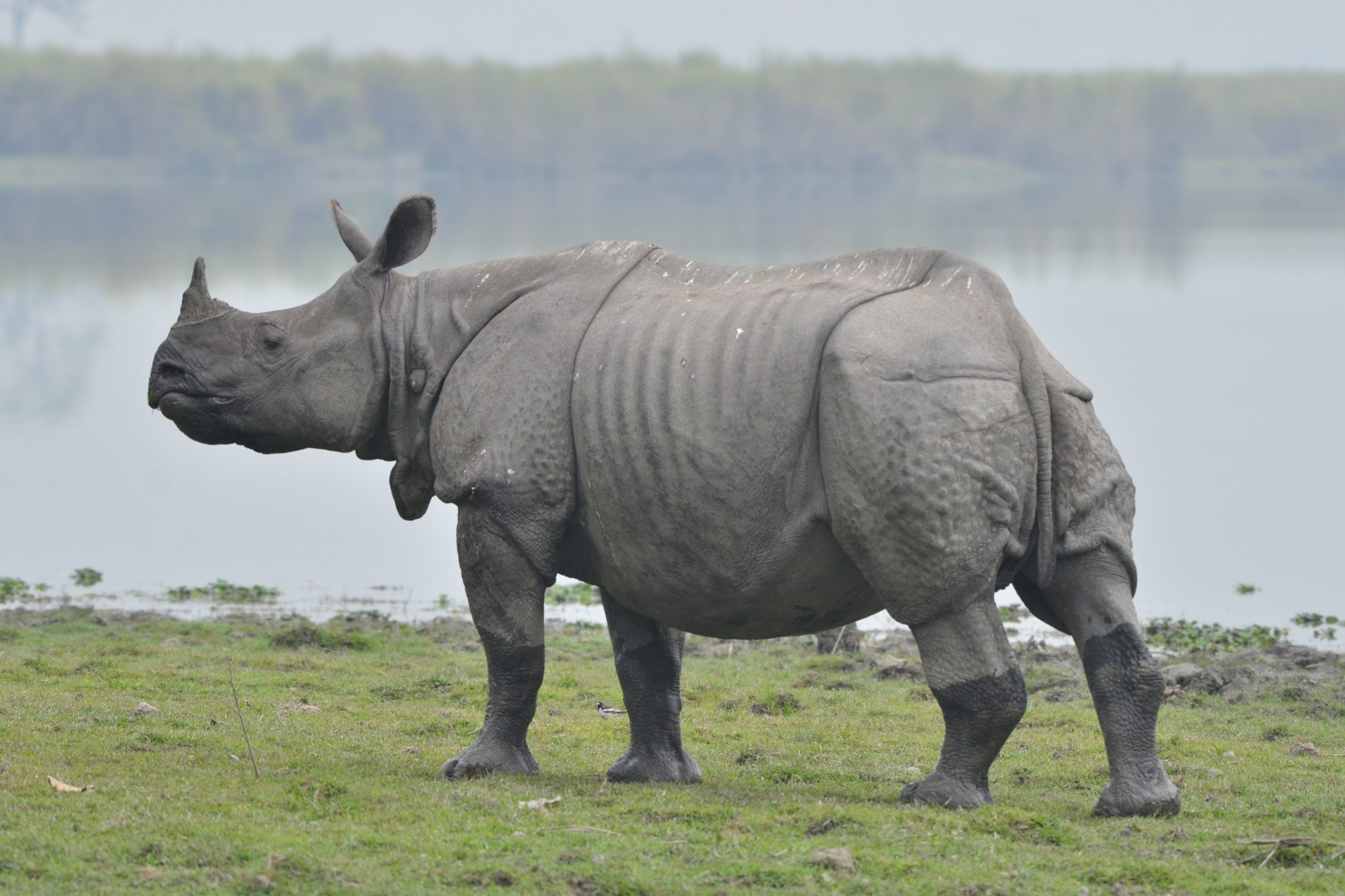 Kaziranga National Park