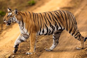 Similipal Tiger Reserve Reopening: Is It Worth Your Visit?