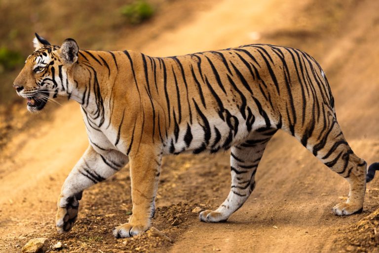Similipal Tiger Reserve Reopening: Is It Worth Your Visit?